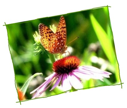 Butterfly, Val-des-Monts denischagnon.com