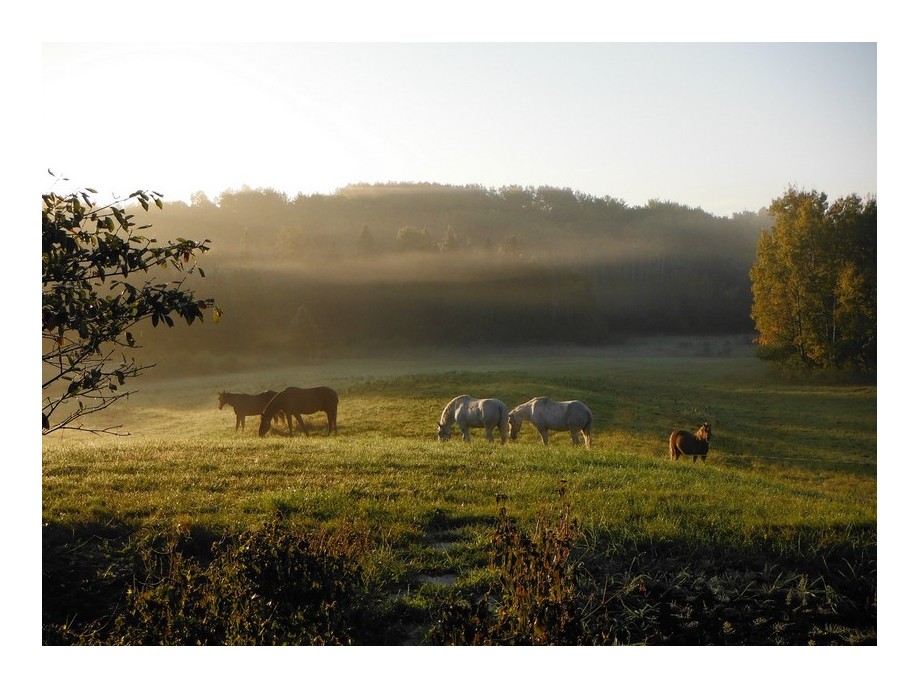 Horses in the field in Val-des-Monts
